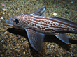 Knorpelfisch der Tiefsee, der einige Merkmale von Hai und Rochen verbindet. Bis 1,5 Meter und 2,5 Kg. Vorkommen an Küsten von Westafrika, Mittelmeer, Island und Norwegen auf sandigen Böden 